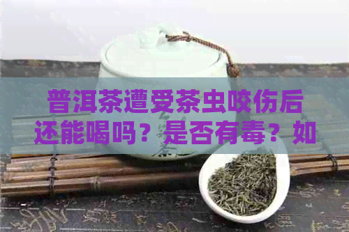 普洱茶遭受茶虫咬伤后还能喝吗？是否有？如何安全饮用？