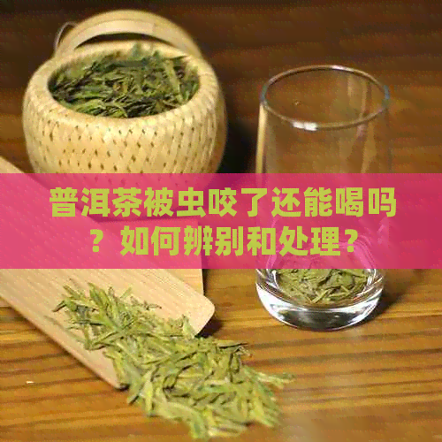 普洱茶被虫咬了还能喝吗？如何辨别和处理？