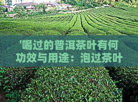 '喝过的普洱茶叶有何功效与用途：泡过茶叶的再利用'