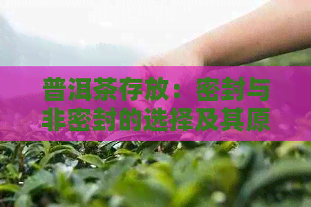 普洱茶存放：密封与非密封的选择及其原因解析