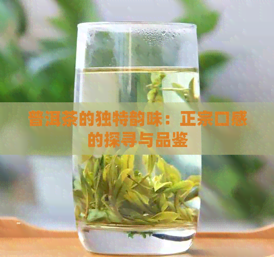 普洱茶的独特韵味：正宗口感的探寻与品鉴