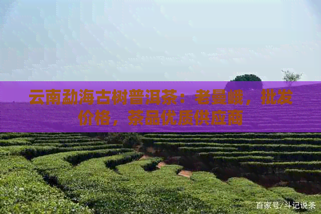 云南勐海古树普洱茶：老曼峨，批发价格，茶品优质供应商