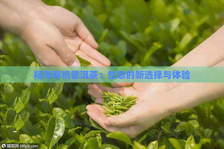 福海有机普洱茶：生态的新选择与体验