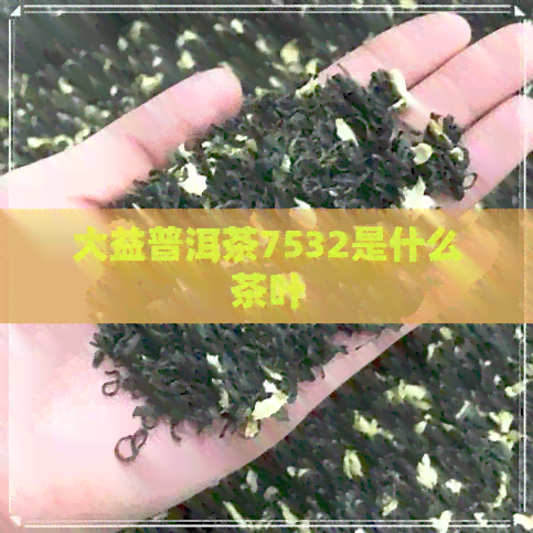 大益普洱茶7532是什么茶叶