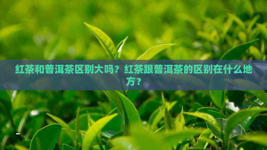 红茶和普洱茶区别大吗？红茶跟普洱茶的区别在什么地方？