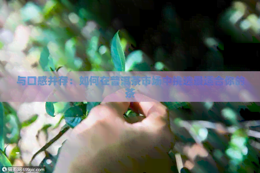 与口感并存：如何在普洱茶市场中挑选最适合你的茶