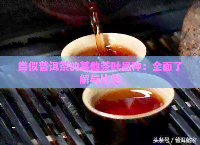 类似普洱茶的其他茶叶品种：全面了解与比较