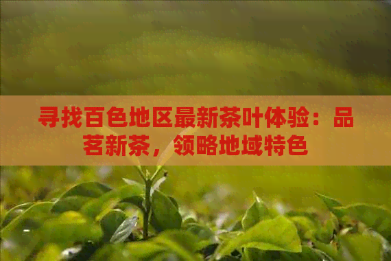 寻找百色地区最新茶叶体验：品茗新茶，领略地域特色