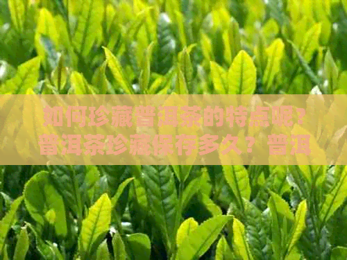 如何珍藏普洱茶的特点呢？普洱茶珍藏保存多久？普洱茶珍藏价格多少钱？