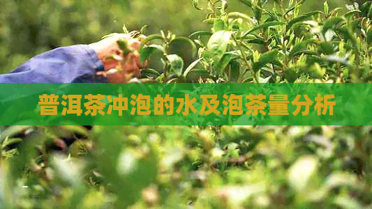 普洱茶冲泡的水及泡茶量分析