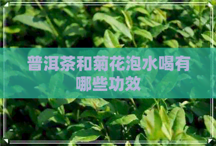 普洱茶和菊花泡水喝有哪些功效