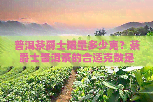 普洱茶爵士限量多少克？茶爵士普洱茶的合适克数是多少？