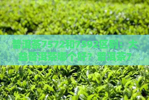 普洱茶7572和7592区别：大益普洱茶哪个好？普洱茶7572是什么意思？