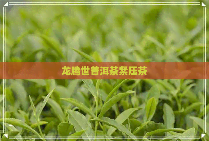 龙腾世普洱茶紧压茶