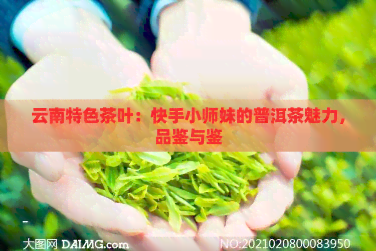 云南特色茶叶：快手小师妹的普洱茶魅力，品鉴与鉴