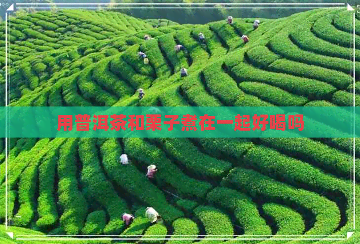 用普洱茶和栗子煮在一起好喝吗