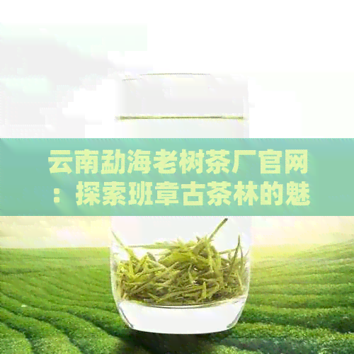 云南勐海老树茶厂官网：探索班章古茶林的魅力与品质