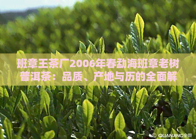 班章王茶厂2006年春勐海班章老树普洱茶：品质、产地与历的全面解析