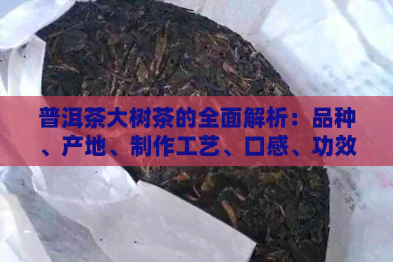 普洱茶大树茶的全面解析：品种、产地、制作工艺、口感、功效及选购指南