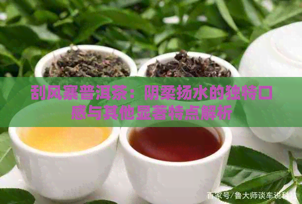 刮风寨普洱茶：阴柔扬水的独特口感与其他显著特点解析