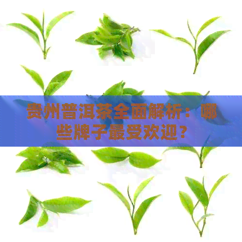 贵州普洱茶全面解析：哪些牌子更受欢迎？