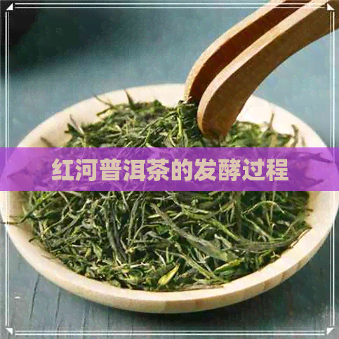 红河普洱茶的发酵过程