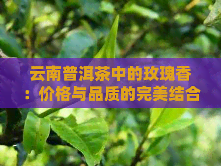 云南普洱茶中的玫瑰香：价格与品质的完美结合