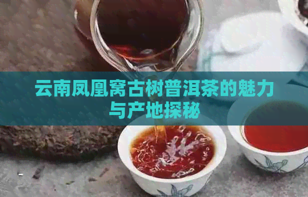 云南凤凰窝古树普洱茶的魅力与产地探秘