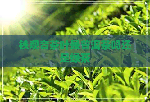 铁观音茶叶是普洱茶吗还是绿茶