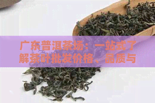 广东普洱茶场：一站式了解茶叶批发价格、品质与选购指南