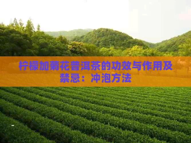 柠檬加菊花普洱茶的功效与作用及禁忌：冲泡方法