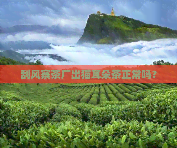 刮风寨茶厂出猫耳朵茶正常吗？