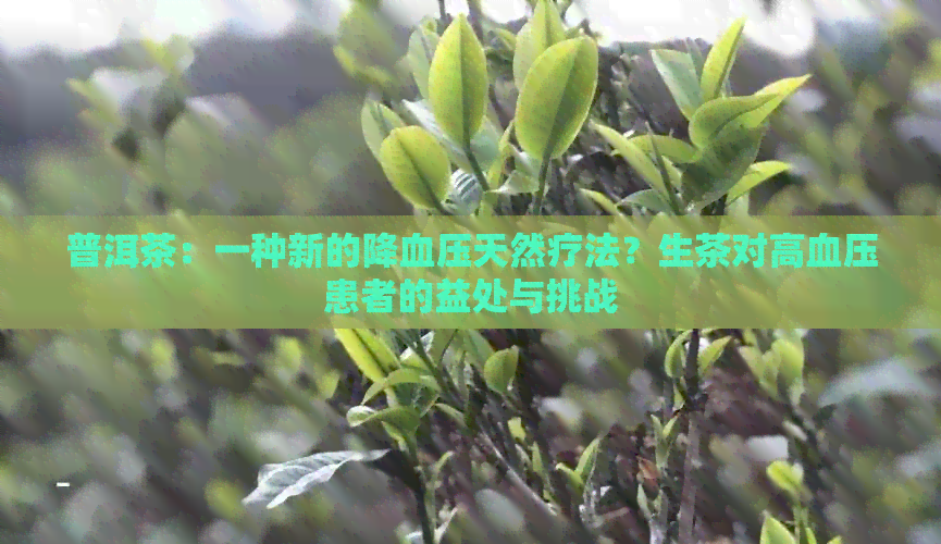 普洱茶：一种新的降血压天然疗法？生茶对高血压患者的益处与挑战