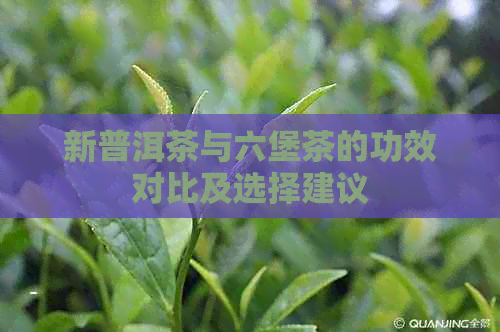 新普洱茶与六堡茶的功效对比及选择建议