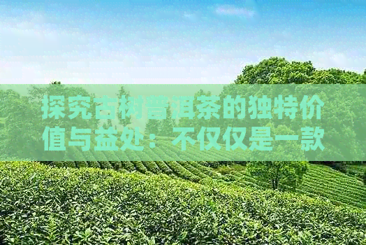 探究古树普洱茶的独特价值与益处：不仅仅是一款美味饮品