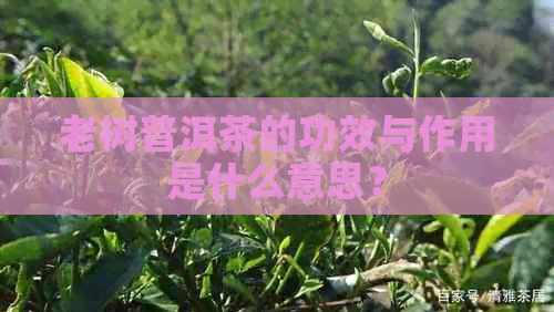 老树普洱茶的功效与作用是什么意思？