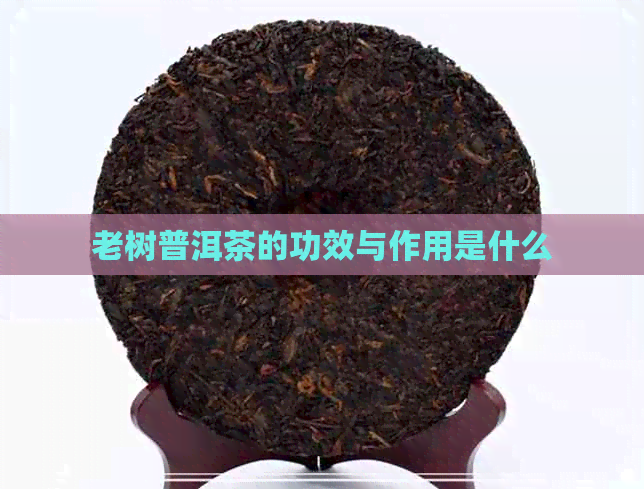 老树普洱茶的功效与作用是什么