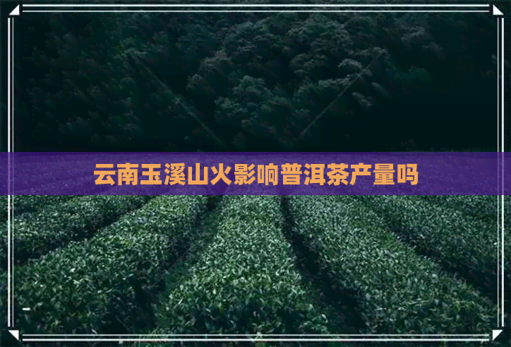 云南玉溪山火影响普洱茶产量吗