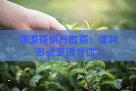 普洱茶饼与散茶：哪种形式更适合你？