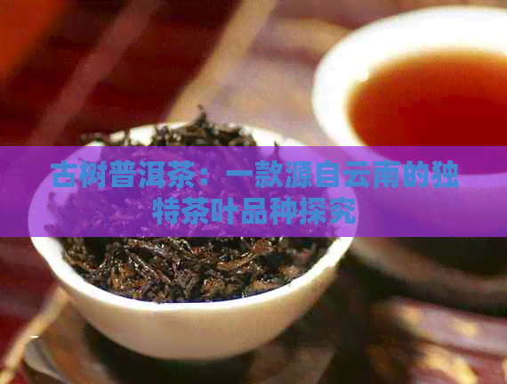 古树普洱茶：一款源自云南的独特茶叶品种探究