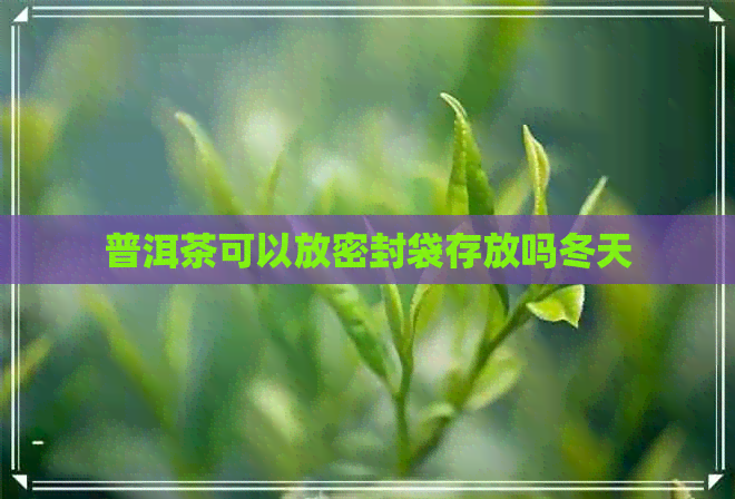 普洱茶可以放密封袋存放吗冬天