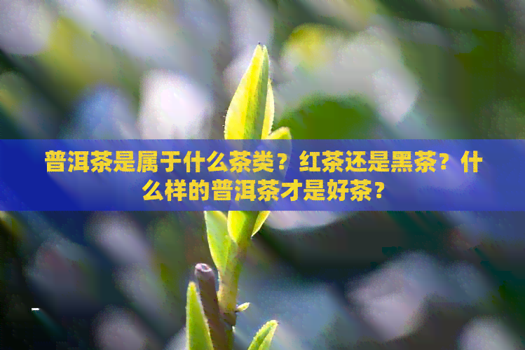 普洱茶是属于什么茶类？红茶还是黑茶？什么样的普洱茶才是好茶？