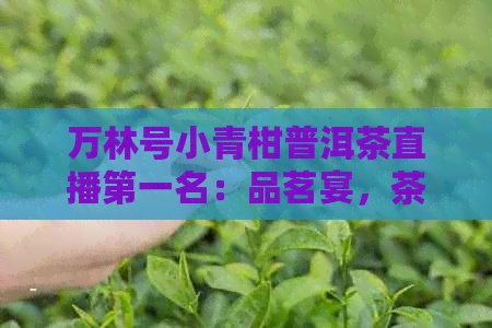 万林号小青柑普洱茶直播之一名：品茗宴，茶艺传承