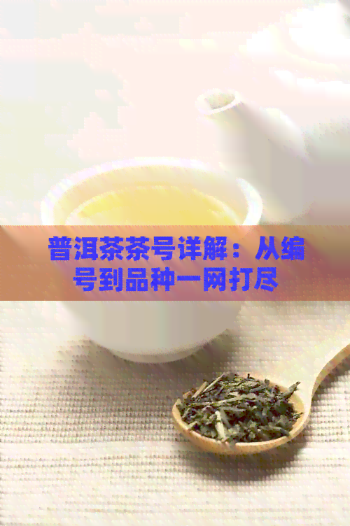 普洱茶茶号详解：从编号到品种一网打尽