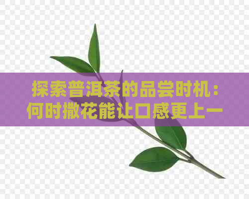 探索普洱茶的品尝时机：何时撒花能让口感更上一层楼？