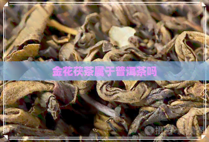 金花茯茶属于普洱茶吗