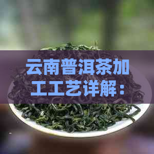 云南普洱茶加工工艺详解：从采摘到制作的全过程解析及品鉴技巧