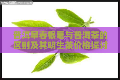 普洱早春银毫与普洱茶的区别及其明生茶价格探讨