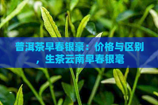 普洱茶早春银豪：价格与区别，生茶云南早春银毫