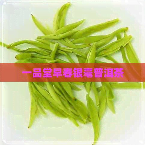 一品堂早春银毫普洱茶